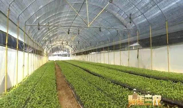 福清綠葉農(nóng)業(yè)驚艷亮相中國(guó)品牌日！